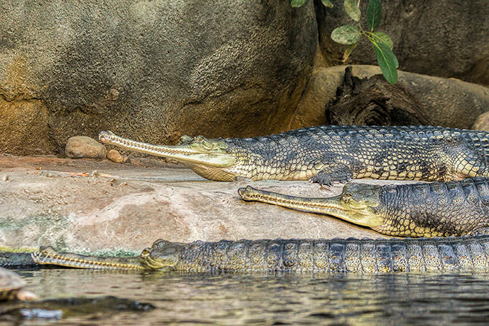 Rainforest Adventures Discovery Zoo