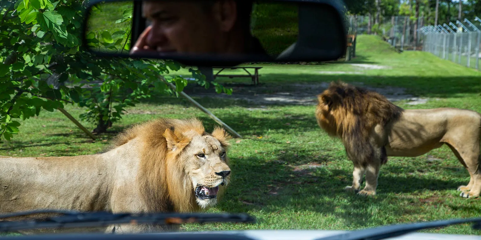 Lion Country Safari